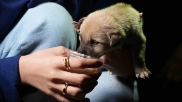 Hayvansever aile, anneleri tarafından terk edilen yavru köpeklere sahip çıktı
