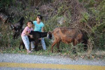 Hem kardeşine, hem de keçilere bakıyor
