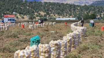 Her mevsim patates yetiştirilebilen Muğla'da hedef, üretimi ve çeşitliliği artırmak