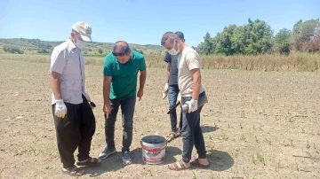 Hububat ekili alanlarda tarla faresi ile mücadele
