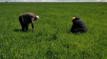 Hububat ekili alanlarda tarla faresi ile mücadele çalışmaları
