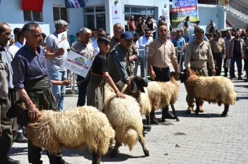 Huzur ortamının sağlandığı Kato Dağı’nda Hayvan Kırkma Festivali yapıldı
