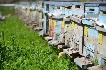 Huzur ortamının sağlandığı Şırnak’ta arıcılar yılda 800 ton bal üretiyor
