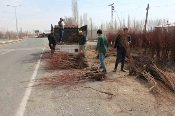 Iğdır’ın sarı altınının fidan satışları başladı
