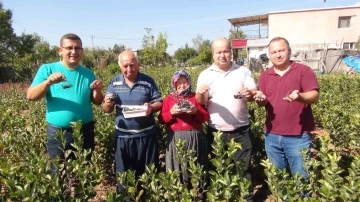 İhracata giden &quot;aronya&quot; süper meyvenin ilk hasadı yapıldı
