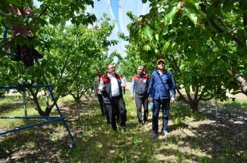 İhracatlık kiraz üretim merkezi Honaz’da bu yıl 5 bin ton rekolte bekleniyor
