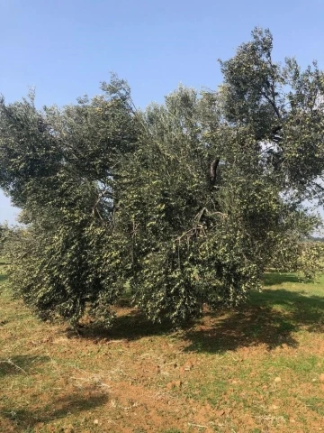 İklim krizi zeytin hasadını vurdu
