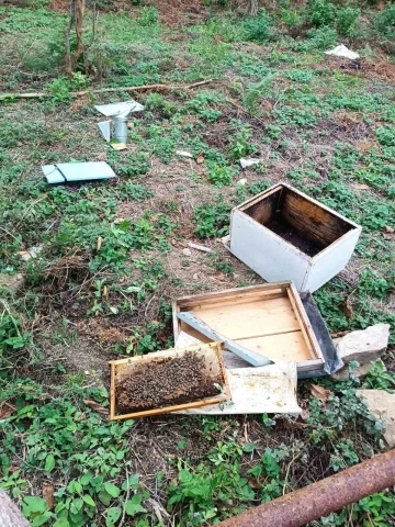 İlçeye kadar inen ayı kovanları parçaladı, incir ağaçlarına zarar verdi
