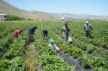 İlk hasattan 1,5 milyon TL ekonomiye katkı sağlandı
