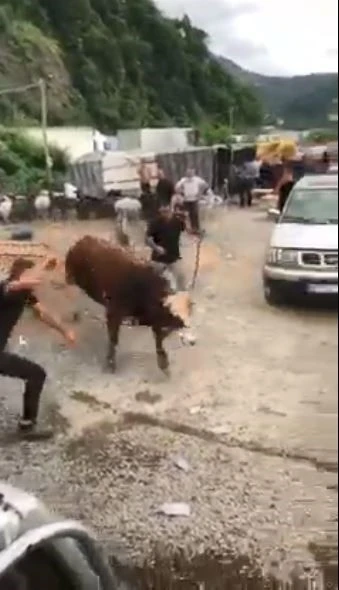 İpini koparan boğa Hopa’da kurban pazarını birbirine kattı
