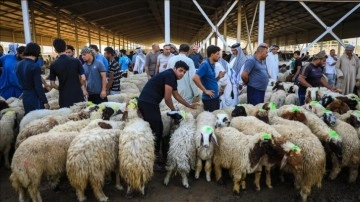 Irak’ta kurban pazarlarında hareketlilik yaşanıyor