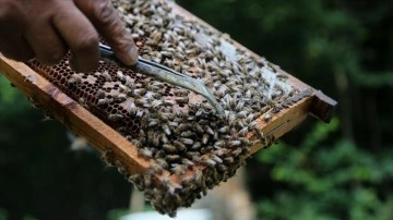 İranlı arıcılar Hirkani Ormanları'nın zengin florasında doğal bal üretiyor