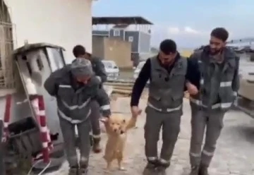 İşçilerin mola esnasında köpekle halayı güldürdü
