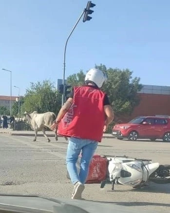 İskenderun’da başıboş büyükbaş motosikletliye çarptı
