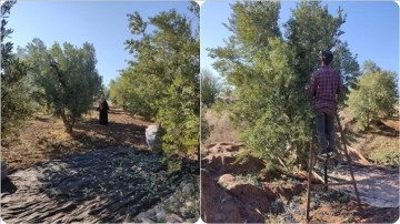 İslahiye'de 18 bin 700 dekarlık alanda zeytin hasadı yapılıyor