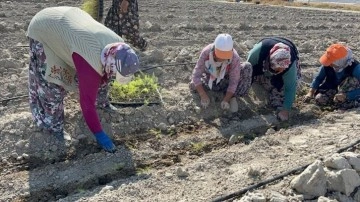 Isparta'da kuşkonmaz üretimi artıyor