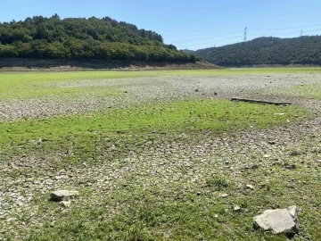 İstanbul’da şaşırtan görüntü: Suların çekilmesiyle yeşile dönen alan mandalara kaldı
