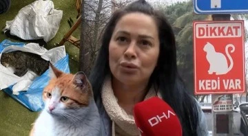 İstanbul'da toplu kedi ölümleri