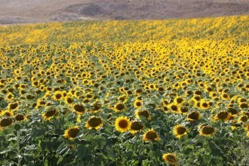 İzdihama neden oluyordu, Sivas’ta binlerce dekar alanda ekimi yapıldı
