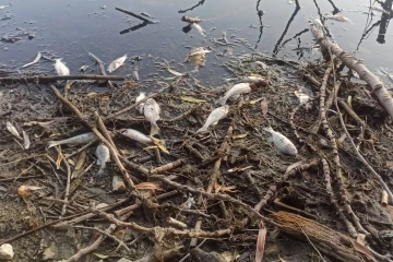 İzmir’in Gölcük Gölü’nde balık ölümleri
