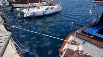 İzmir Körfezi'nde deniz anası yoğunluğu yaşanıyor