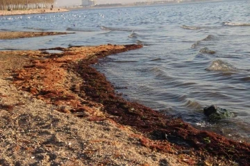 İzmit Körfezi'nde kırmızı yosunlarla kaplandı