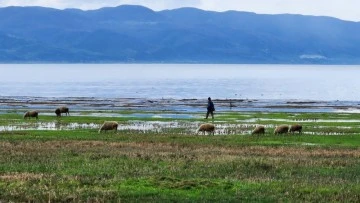 İznik Gölü'nde korkutucu gelişme 