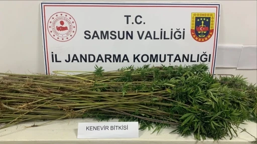 Jandarma 285 kök kenevir ele geçirdi: 3 gözaltı
