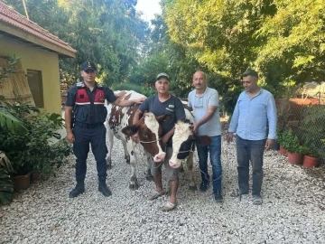 Jandarma çalınan büyükbaşları bularak sahibine teslim etti
