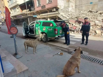 Jandarma ekipleri Hatay’da sokak hayvanlarını besliyor
