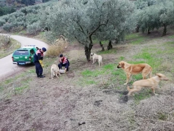 Jandarma ekipleri sokak hayvanlarını besledi
