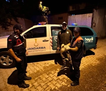 Jandarma ekiplerince yaralı halde bulunan leylek koruma altına alındı
