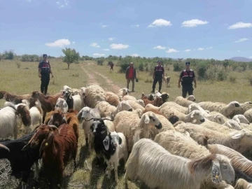 Jandarma kayıp 100 koyunu dron ile 1 saatte buldu
