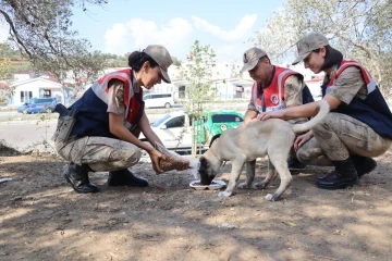 Jandarma, polis ve gönüllülerden sokak hayvanlarına mama desteği
