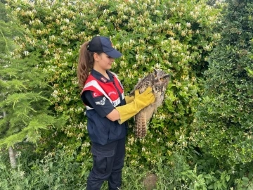 Jandarma tarafından bulunan yaralı baykuş koruma altına alındı
