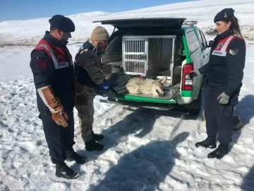 Jandarma yaralı kurda sahip çıktı