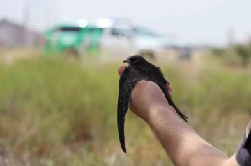 Jandarmanın bulduğu yaralı yavru Ebabil kuşu koruma altına alındı
