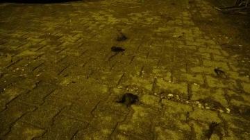 Kadınların saç baş yolduran kavgasında bıçaklanan polis memuru yaralandı
