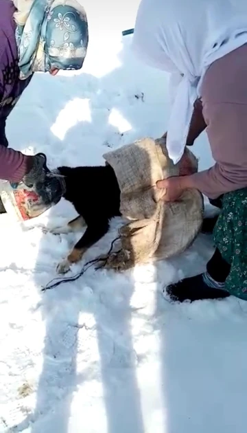 Kafası bidona sıkışan köpeği kadınlar kurtardı
