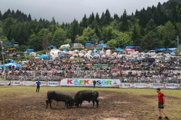 Kafkasör Festivali’nin 3. gününde 32 boğa güreşti
