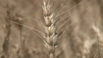 Kahramankazan’da buğday hasadı başladı
