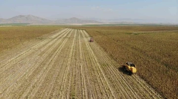 Kahramanmaraş’ta çerezlik ve yağlık ayçiçeği hasadı
