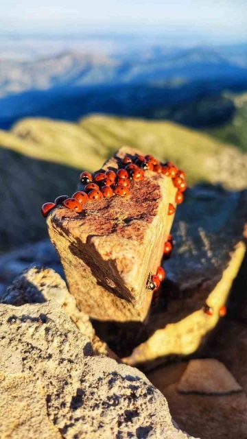 Kahramanmaraş’ta uğur böcekleri görsel şölen sunuyor
