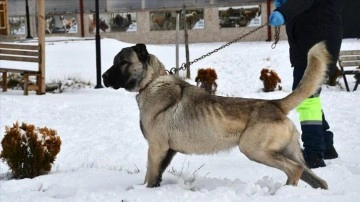 Kangal köpekleri bakıcılarıyla karda oyun oynadı