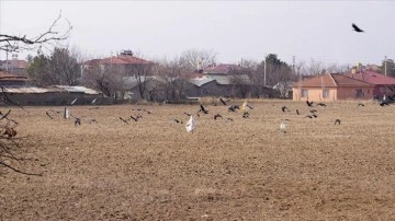 Kar yağmayınca açıkta kalan tarladaki buğday tohumlarını kargalardan koruyorlar