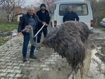 Kara yolunda deve kuşu paniği
