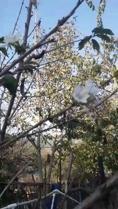 Karabük’te elma, erik ve kiraz ağaçları ekim ayında çiçek açtı
