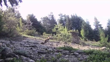 Karabük’te yaban hayvanlar fotokapana yakalandı
