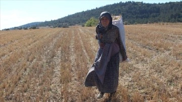 Karabüklü Radiye Teyze, ilerlemiş yaşına rağmen tarım ve hayvancılıkla uğraşıyor