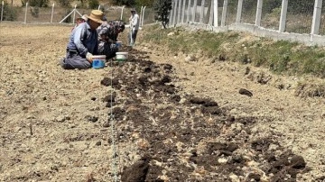 Karabük'te safran toprakla buluştu